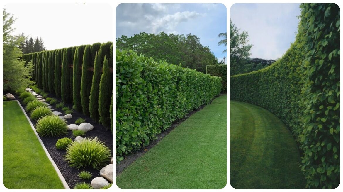 Front Yard Privacy ideas | Backyard Privacy landscaping ideas | Front Yard Picket Fence ideas