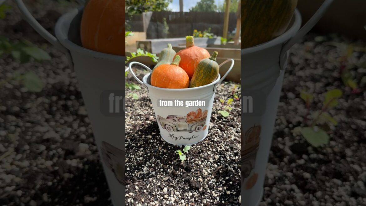 Yes, I grew my own #fall decorations, thanks. ππ #backyardgarden #gardening #fallvibes #pumpkins Yes, I grew my own #fall decorations, thanks. ππ #backyardgarden #gardening #fallvibes #pumpkins