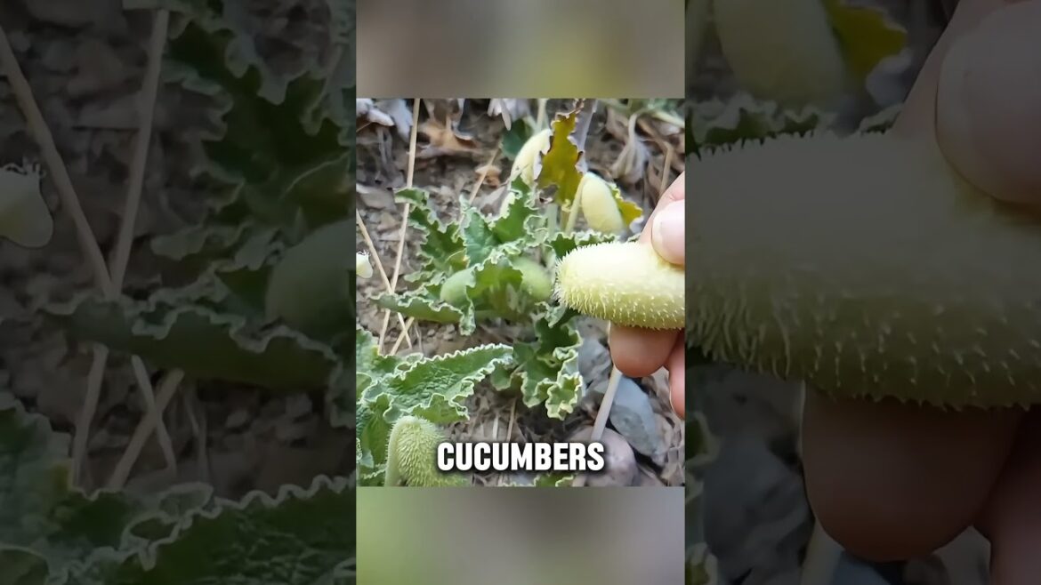 Squirting Cucumber Facts #dndx1 Squirting Cucumber Facts #dndx1