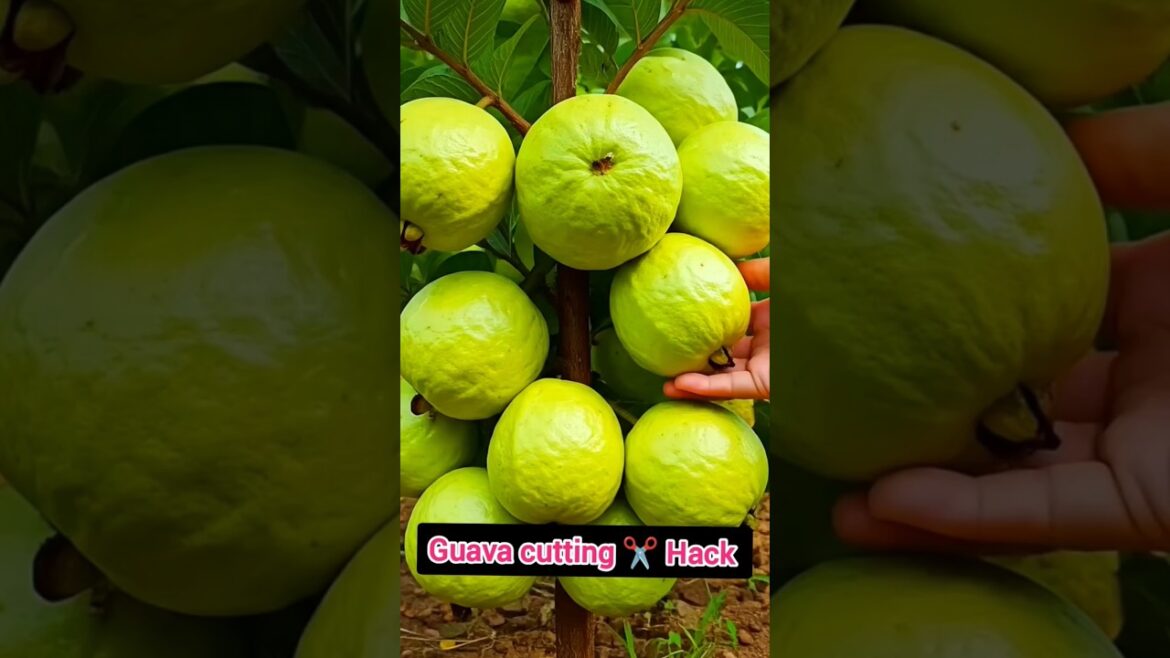 How to Grow Guava at Home: Guava Growing Hacks Gardening Tips #HomeGarden #PotGardening #shorts #fyp