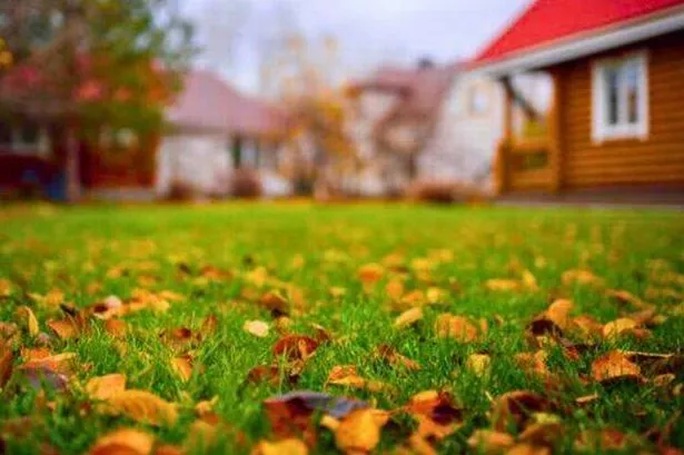 Grass