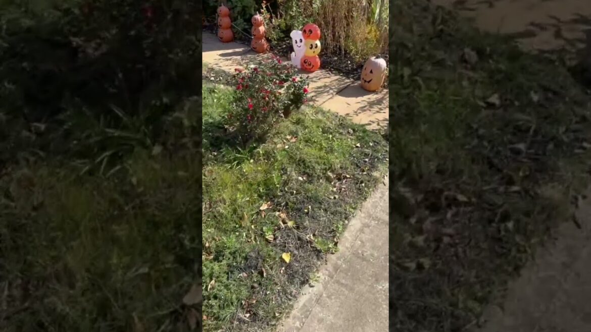 Our Front Yard Garden tour #25.32 in the SC Upstate-10/10/25 Our Front Yard Garden tour #25.32 in the SC Upstate-10/10/25