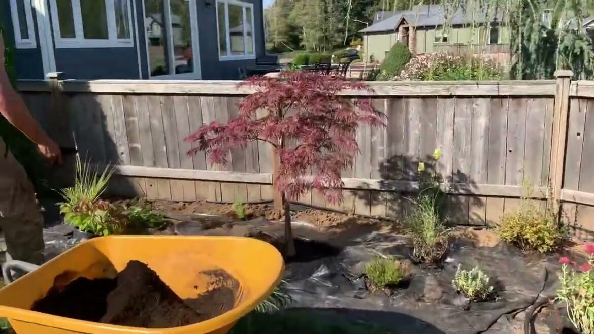 Backyard Transformation Backyard Transformation