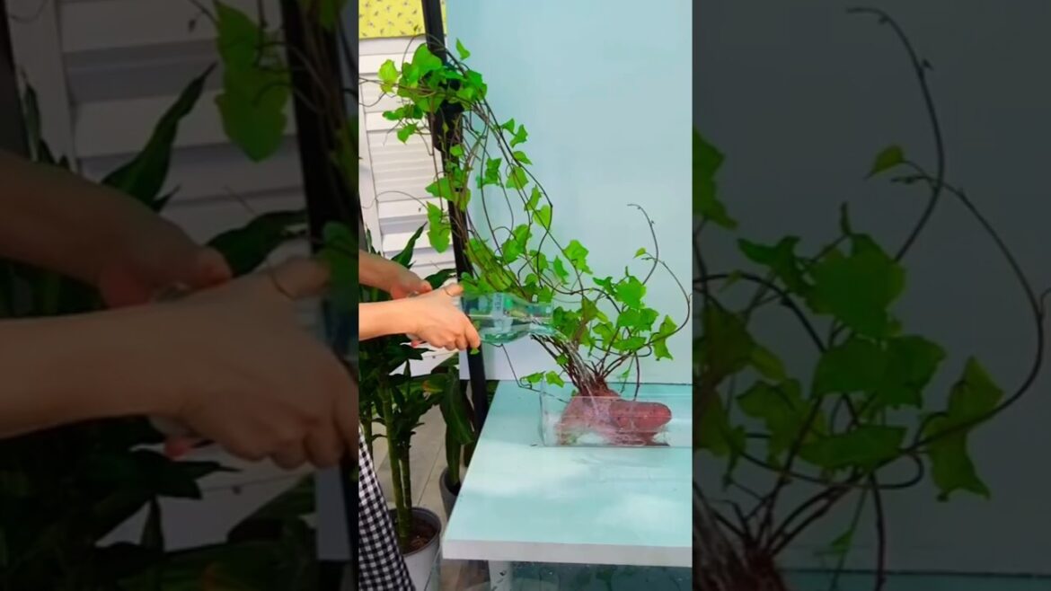 Relaxing Home  Decor Growing Sweet Potato In Water #plantdecor #sweetpotato