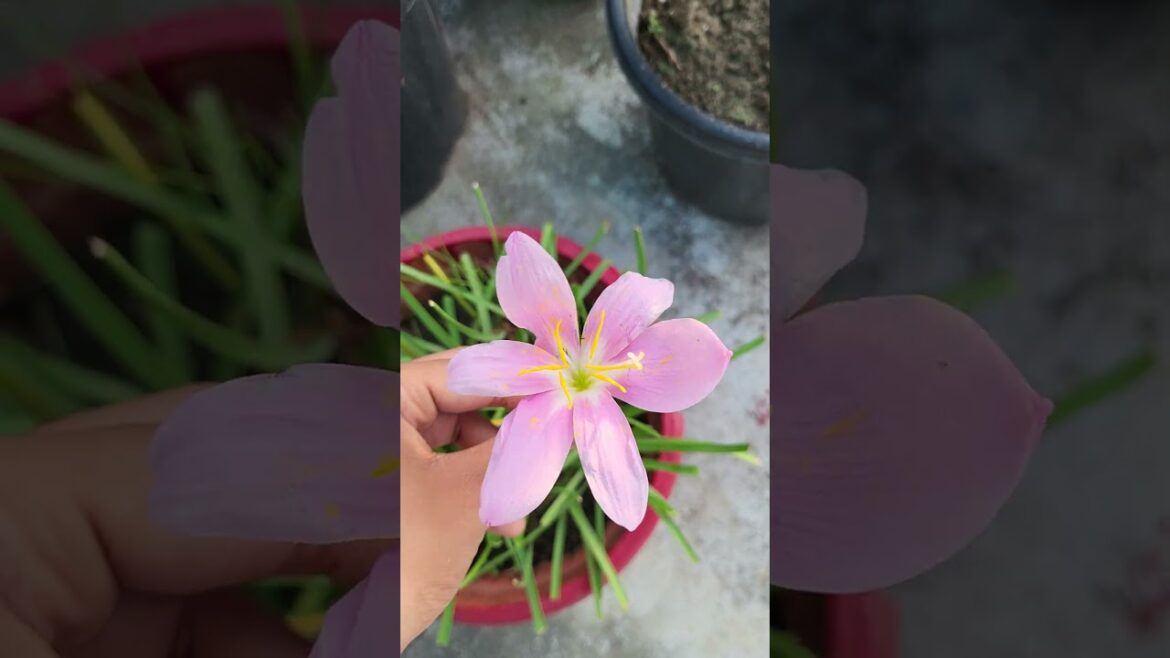 Preety Rain lily 🤩 #shorts #shortsviral #viral #trending #trends #shortvideos #viral #flowers