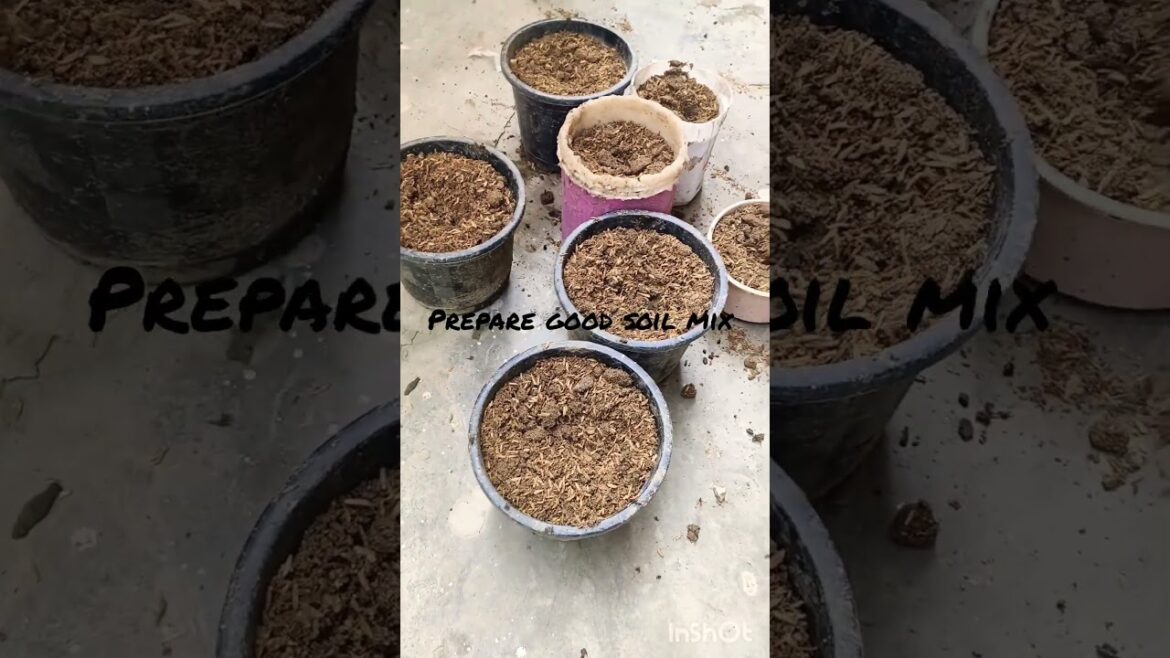 Pro tips to grow cuttings 🌱🌿#hibiscus #shorts #trending #garden #plants #flowers #hardwork#funny