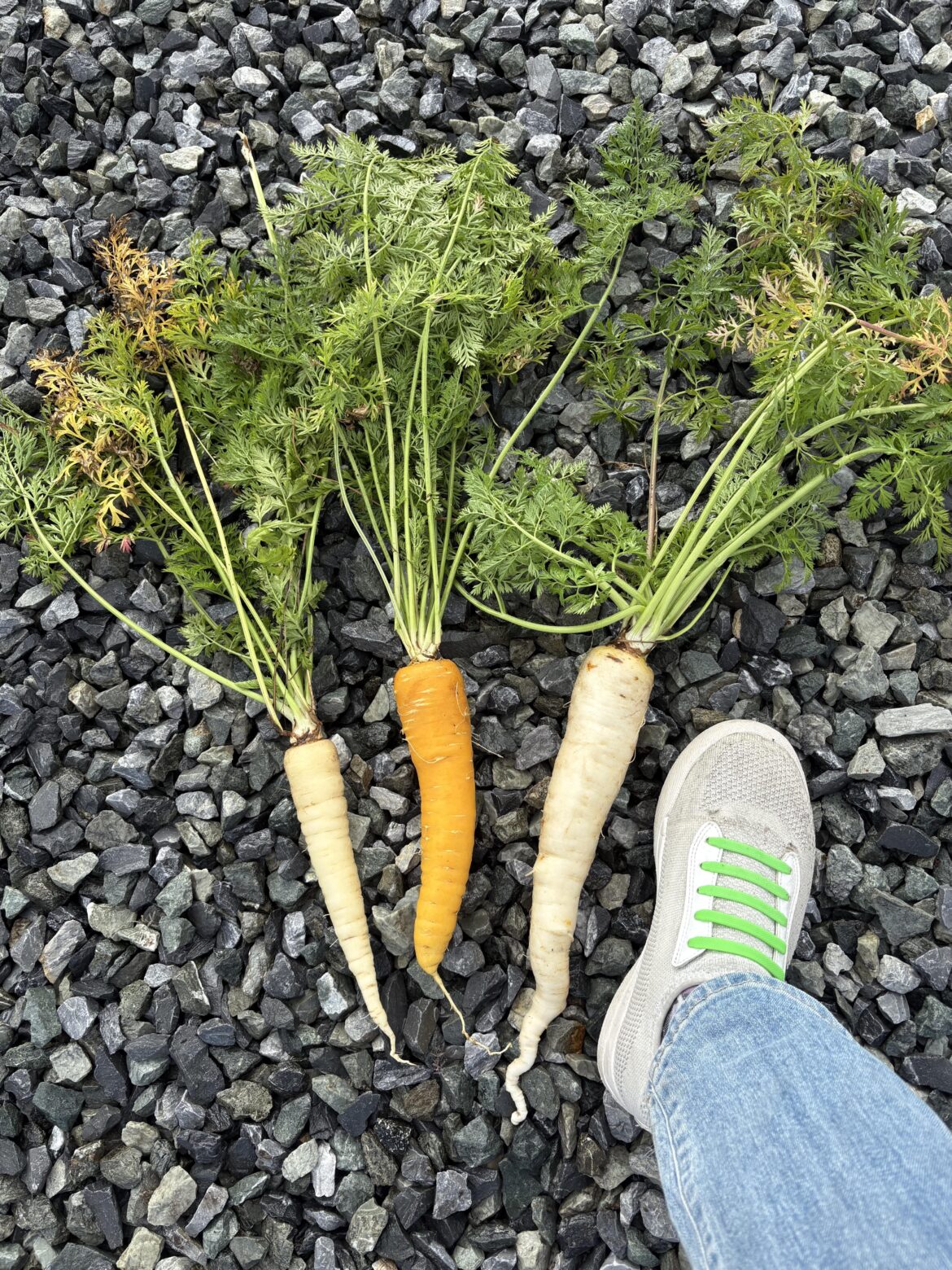 They grow well & taste the same, but just don’t wow me They grow well & taste the same, but just don’t wow me