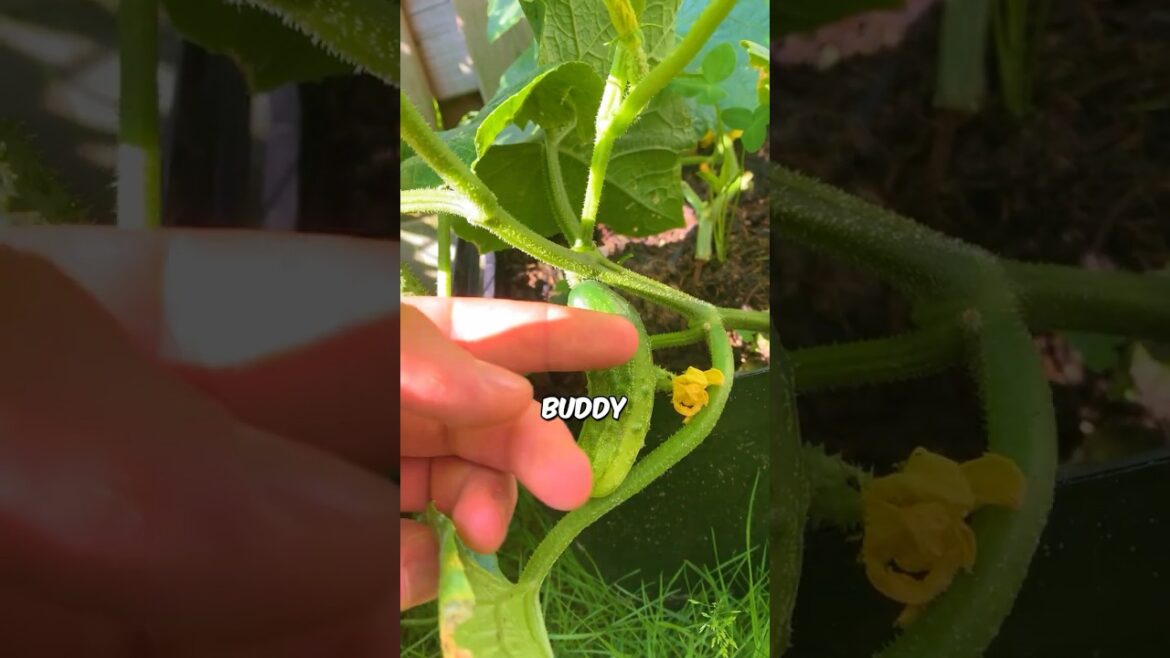 Cucumbers in a Pot day 35 –i will never hurt you..  #containergarden