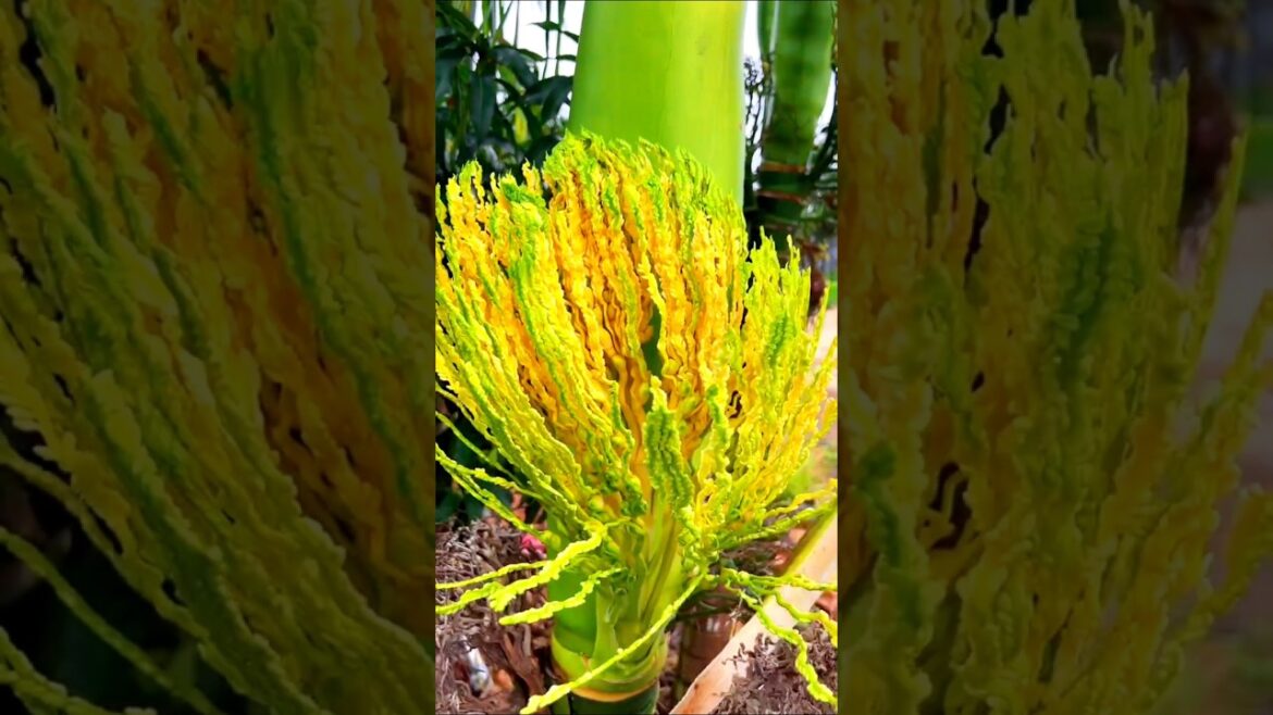 Hottest Trends From The World of Fruit & Vegetables Cutting 🍍🍒🍓🥝🍇👌🤪#fruit #nature #shorts #trending