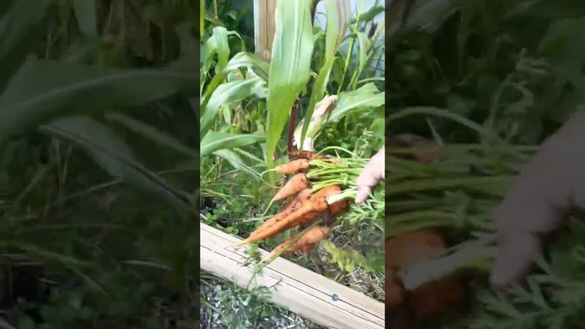 Why Your Carrots Stay Small 🥕