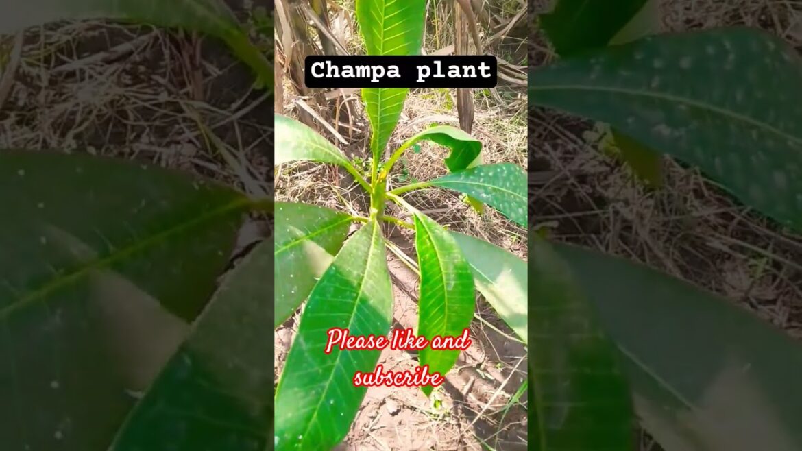Champa plant #trending #nature #viral #youtubeshorts #garden #plants