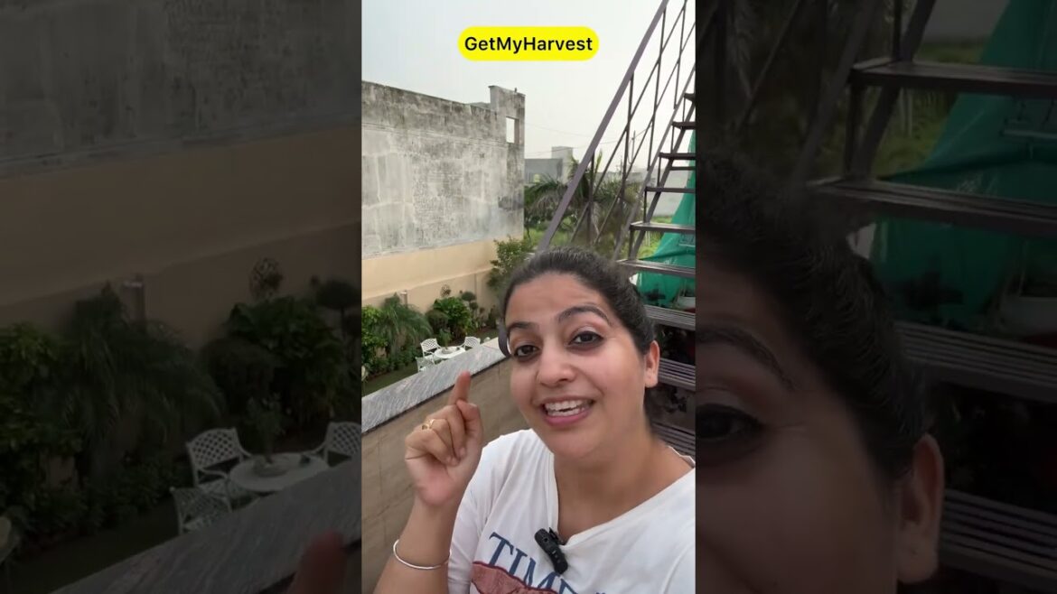 Yeh Plant dekha hai?  | Parthenium | Congress Grass #shorts