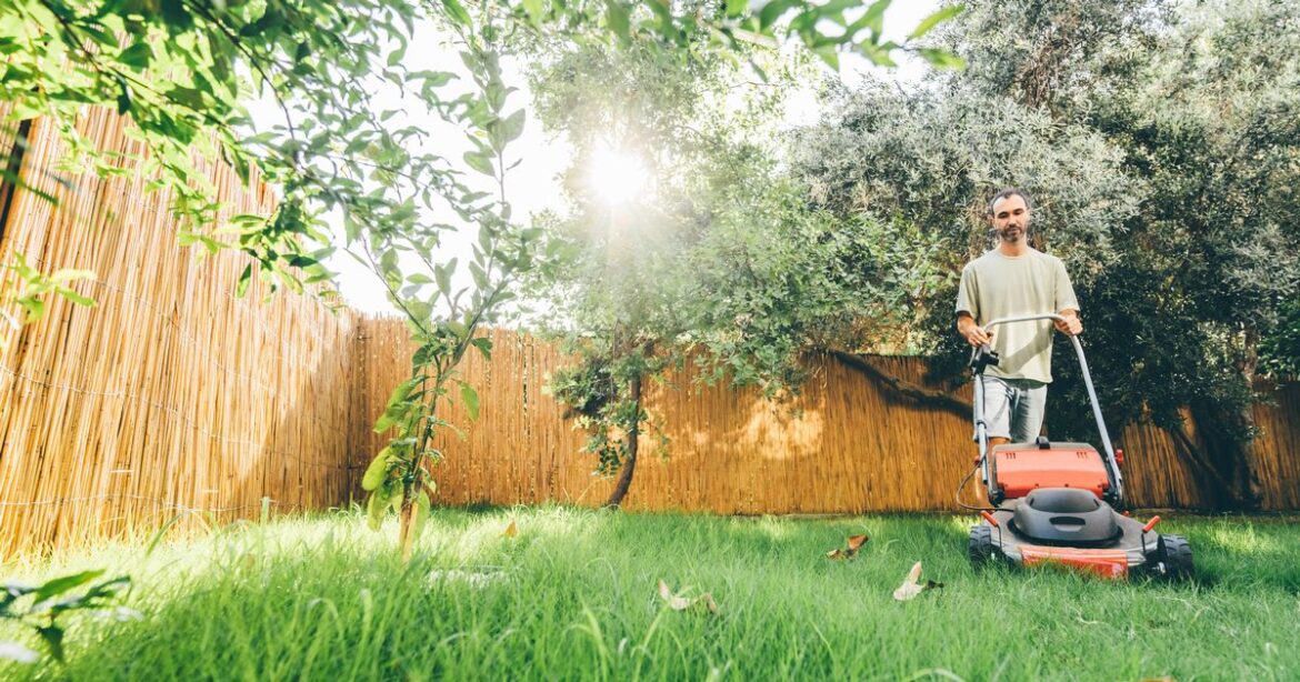 Gardeners told to scatter tea bags on lawns and near flower beds Daily Mirror