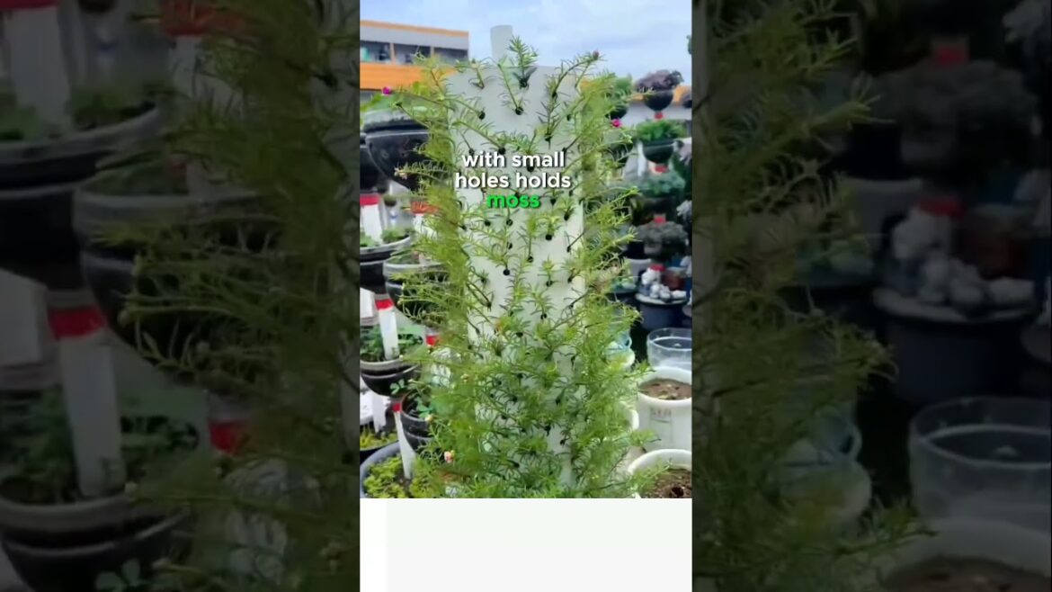 Stunning Moss Rose Container Garden Easy DIY Flower Setup #shorts #flowergarden #farming