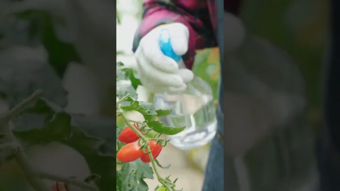 Grow THESE Tomatoes for Sweet, Juicy Flavor 🍅