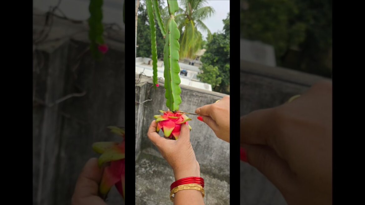 Start your own #vegetablegardening  #garden #gardening  #vegetables #flowers #lotus #shorts