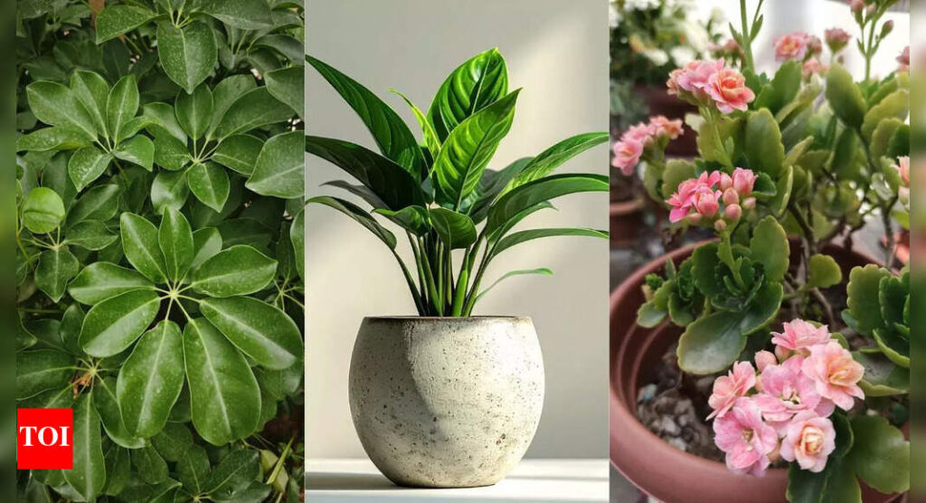Top 10 easy indoor plants for beginners: Low-maintenance greenery that thrives anywhere | Top 10 easy indoor plants for beginners: Low-maintenance greenery that thrives anywhere |