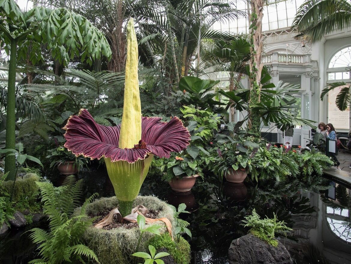 When is the stinky corpse flower going to bloom at the New York Botanical Garden?