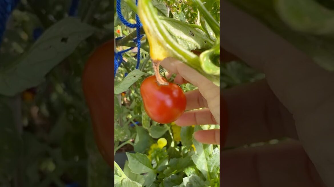Harvesting veggies 🥦
