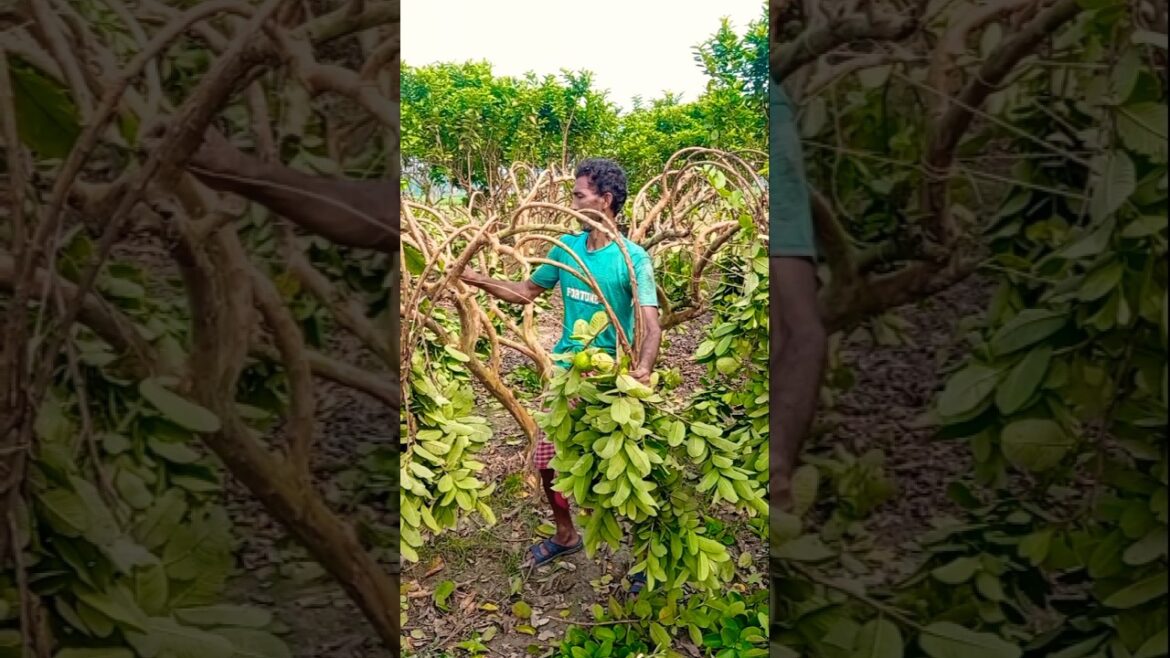 Guava Branch Bending – Natural Way to Boost Yield! 🌼 #shorts Guava Branch Bending – Natural Way to Boost Yield! 🌼 #shorts