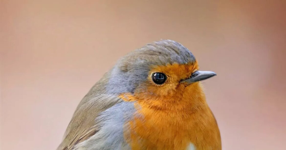 RSPB issues urgent warning over popular food ‘deadly’ to robins and blackbirds Chronicle Live