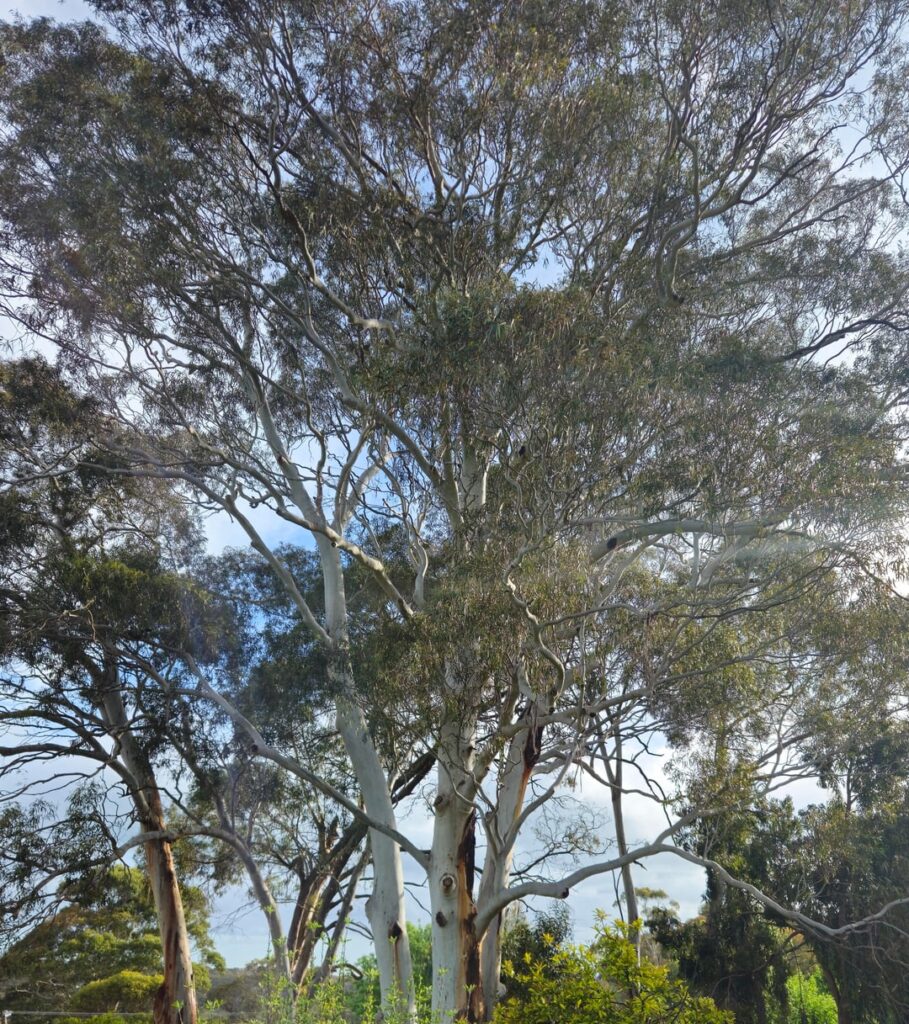 Is this manna gum super unhealthy?