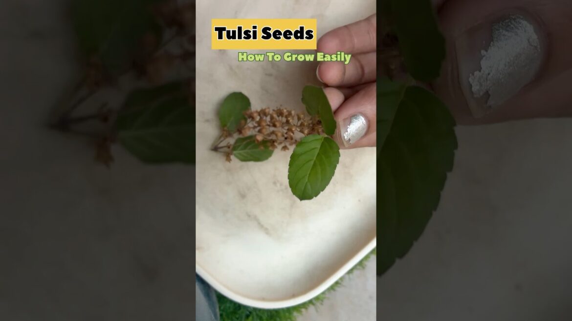 Tulsi Seeds|| How To Grow Tulsi Seeds Easily #gardeningtips #youtube #plants