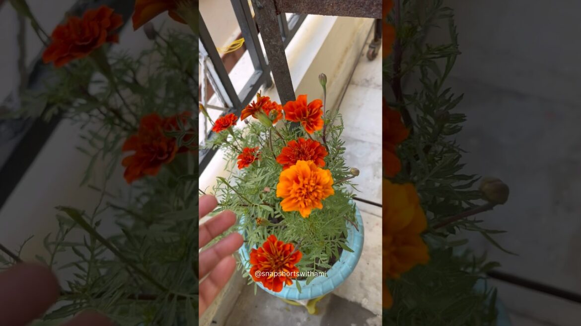 Zada Gende grow krne ka raaz #gardening #garden #terracegardening #flowers #marigold #viral Zada Gende grow krne ka raaz #gardening #garden #terracegardening #flowers #marigold #viral