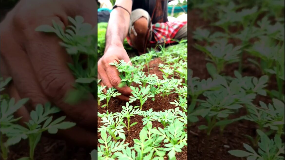 How to Pot Inca Marigold (গেঁদা) Seedlings at Home 🌸 #shorts How to Pot Inca Marigold (গেঁদা) Seedlings at Home 🌸 #shorts