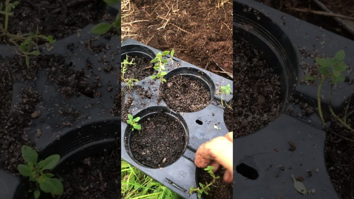 How to Grow Free Mediterranean Herbs #garden #homesteading #nature #healthylifestyle #gardeningtips