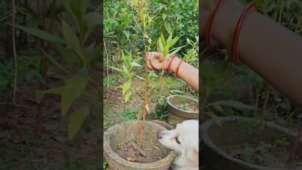 बीज पकने लगे तोड़ हींलेतेहैं तीउड़ा#गुलमेंहदी#ram  #nature#gardening#tips#organic @shivkibagiya9429