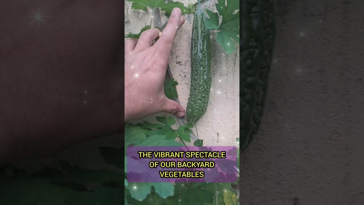 As the sun kisses the soil, our backyard garden flourishes, offering a serene panorama. "As the sun kisses the soil, our backyard garden flourishes, offering a serene panorama."