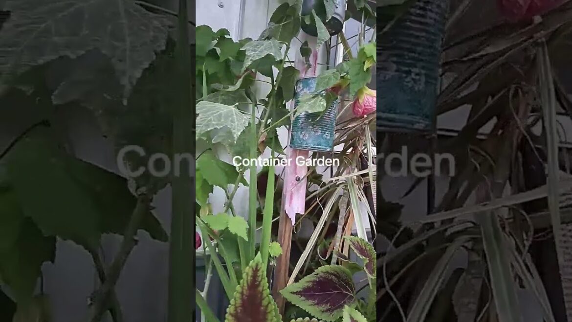 Container Gardens, flowering maples, bell-shaped flowers,   #beautifulfoliage#containergardens