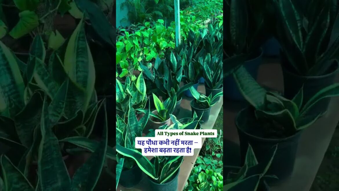 Buy Fresh Plants from Maati Plant Nursery – Indoor & Outdoor Varieties Available! Buy Fresh Plants from Maati Plant Nursery – Indoor & Outdoor Varieties Available!