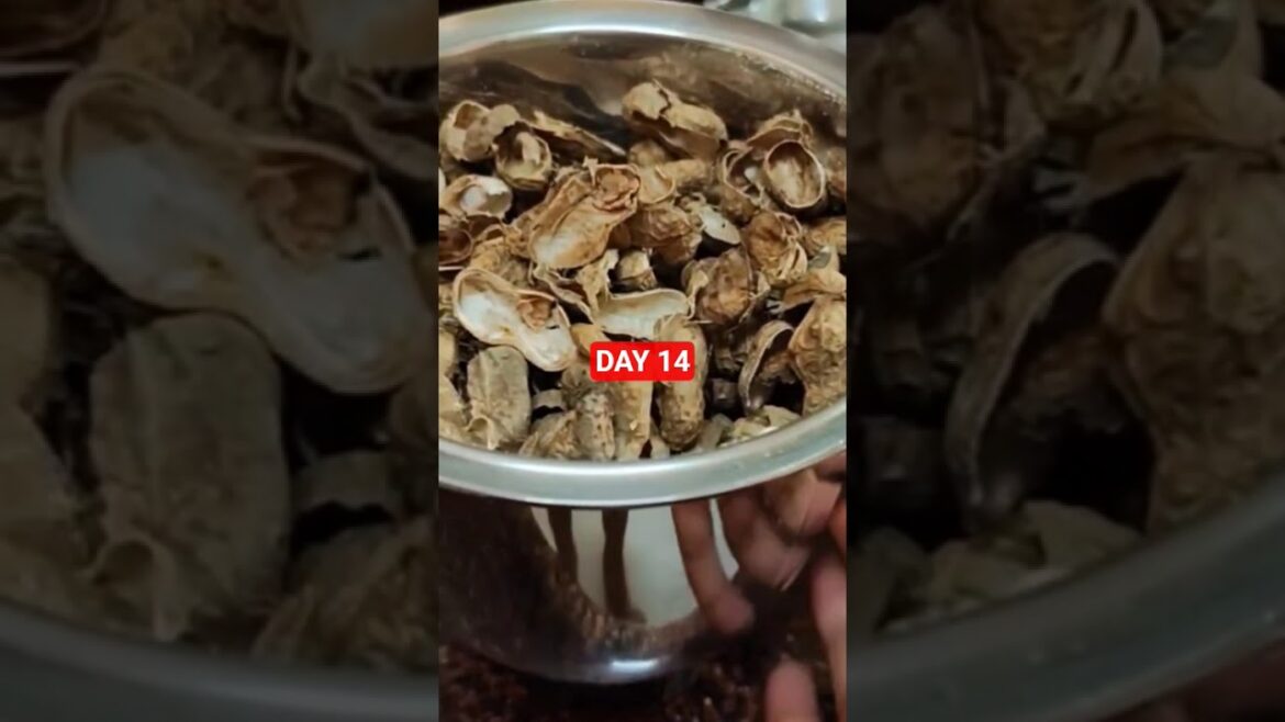 30days gardening tips challenge ЁЯЩПDAY 14 #viral #gardningtips #reels #plantswithbabita #fertilizer 30days gardening tips challenge ЁЯЩПDAY 14 #viral #gardningtips #reels #plantswithbabita #fertilizer