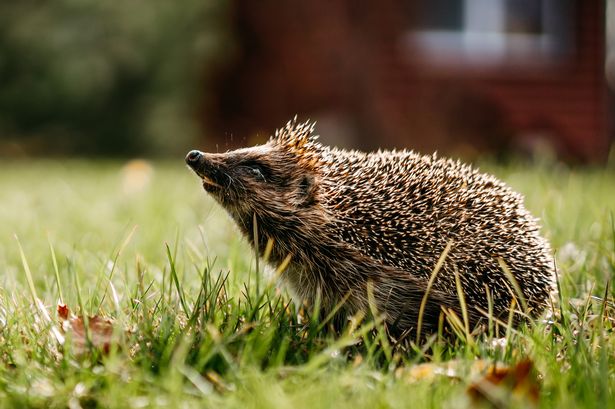 Ecologists are urging households to help hedgehogs