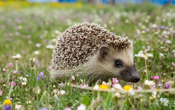 A hedgehog, characterized by its quills and spiky appearance, in a natural setting