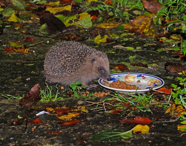 A Hedgehog feeding on a patio. 