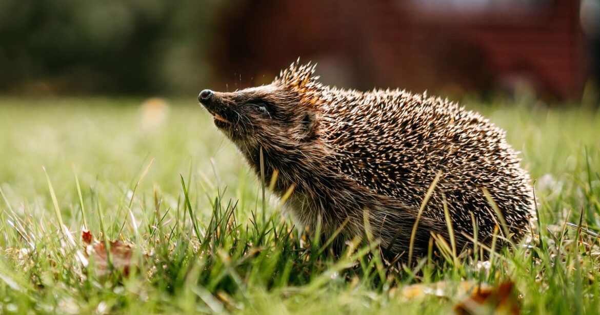 UK-wide garden plea to help hedgehogs issued as only one million left Daily Record