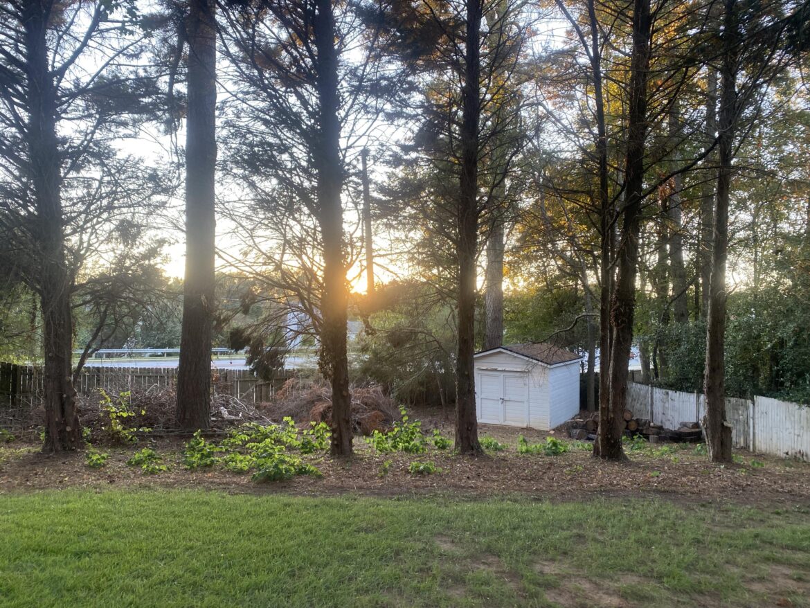 What can I plant between these trees? What can I plant between these trees?