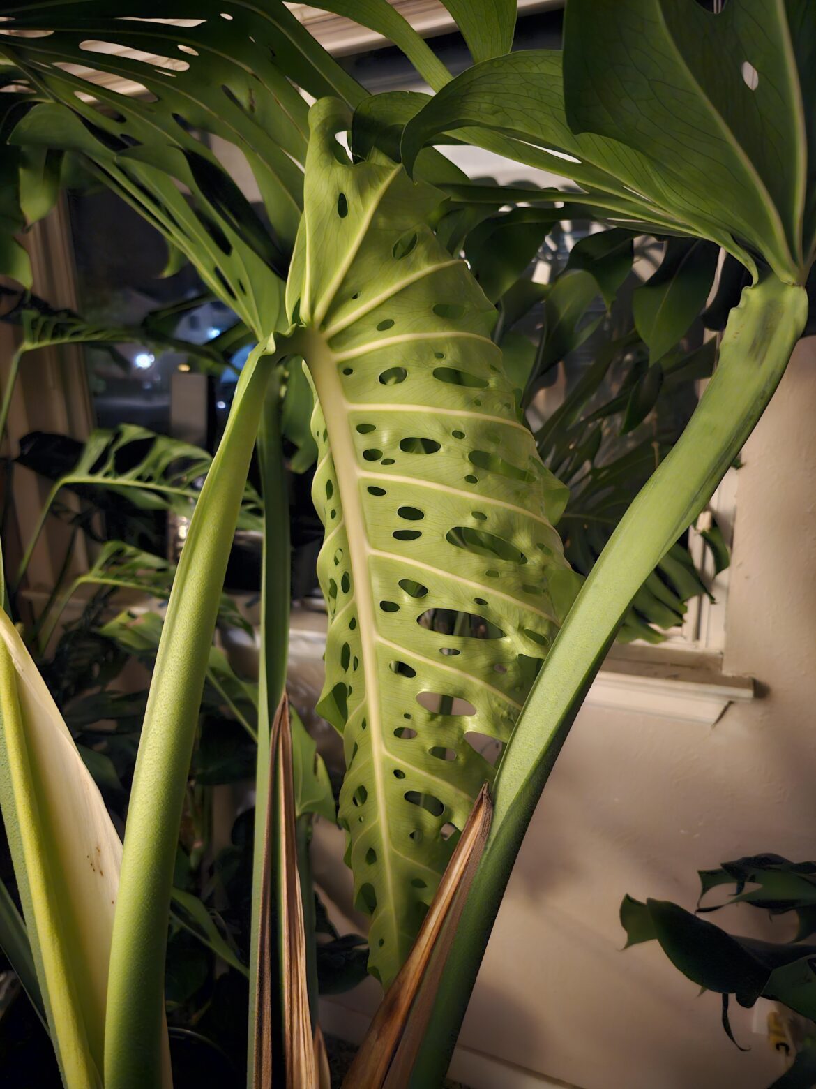 Hope it doesn't die during the move.