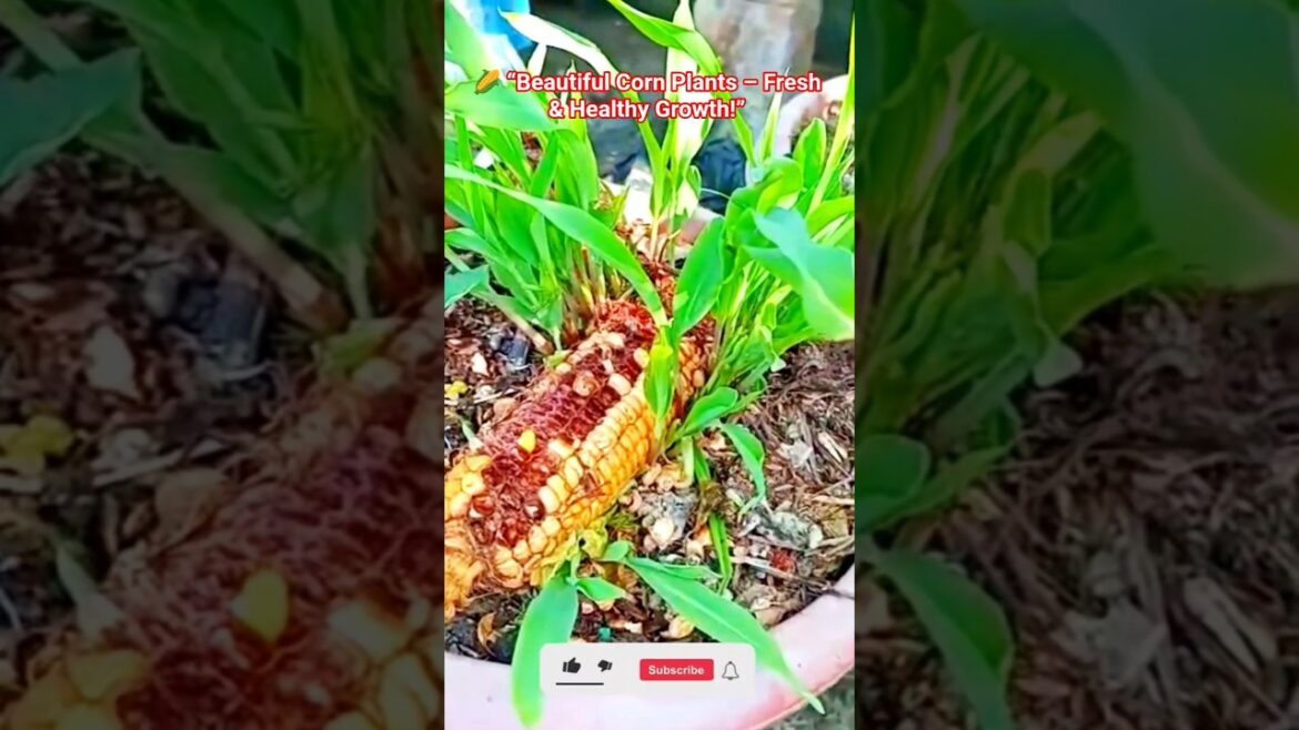 Corn Growing in Pots🌽#shorts#garden #village #khetibadi