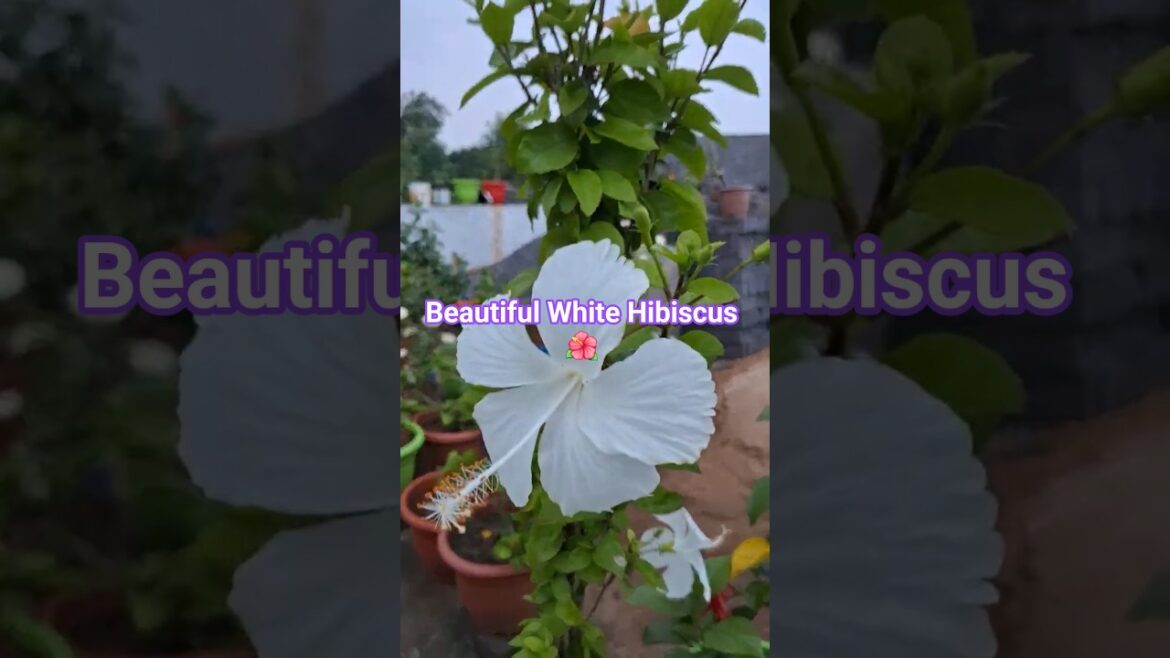 White Hibiscus flower 🌺 #beautiful #white #hibiscus #flowers #plants #home #gardening #tips #shorts