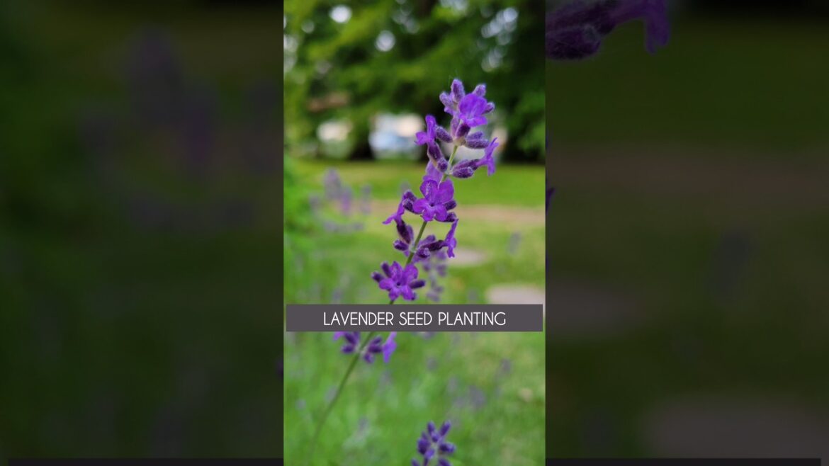 Lavender Seeds Aren't For Impatient People