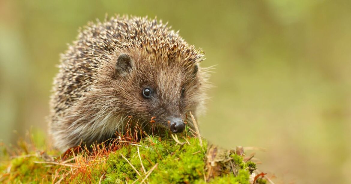 Hedgehogs will keep coming back to your garden if you place 1 thing outside Daily Mirror