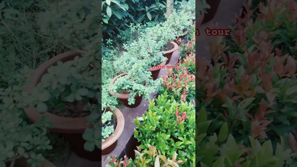 Jade Plant |Crassula ovata |Button Cactus, Good Luck Plant for Indoor/Outdoor plants #exotic plants