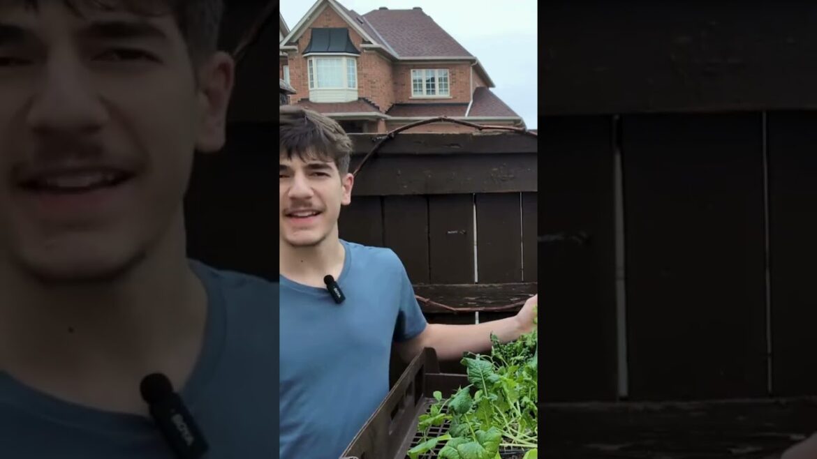 Full Hardening Off Process Day by Day