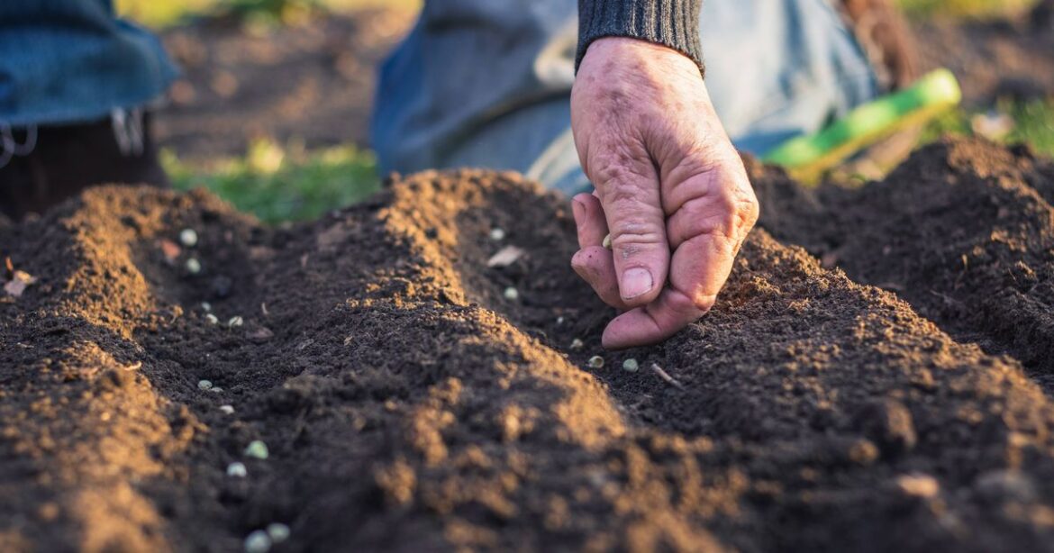 Gardening expert says planting one crop in October ensures it will thrive in spring Devon Live