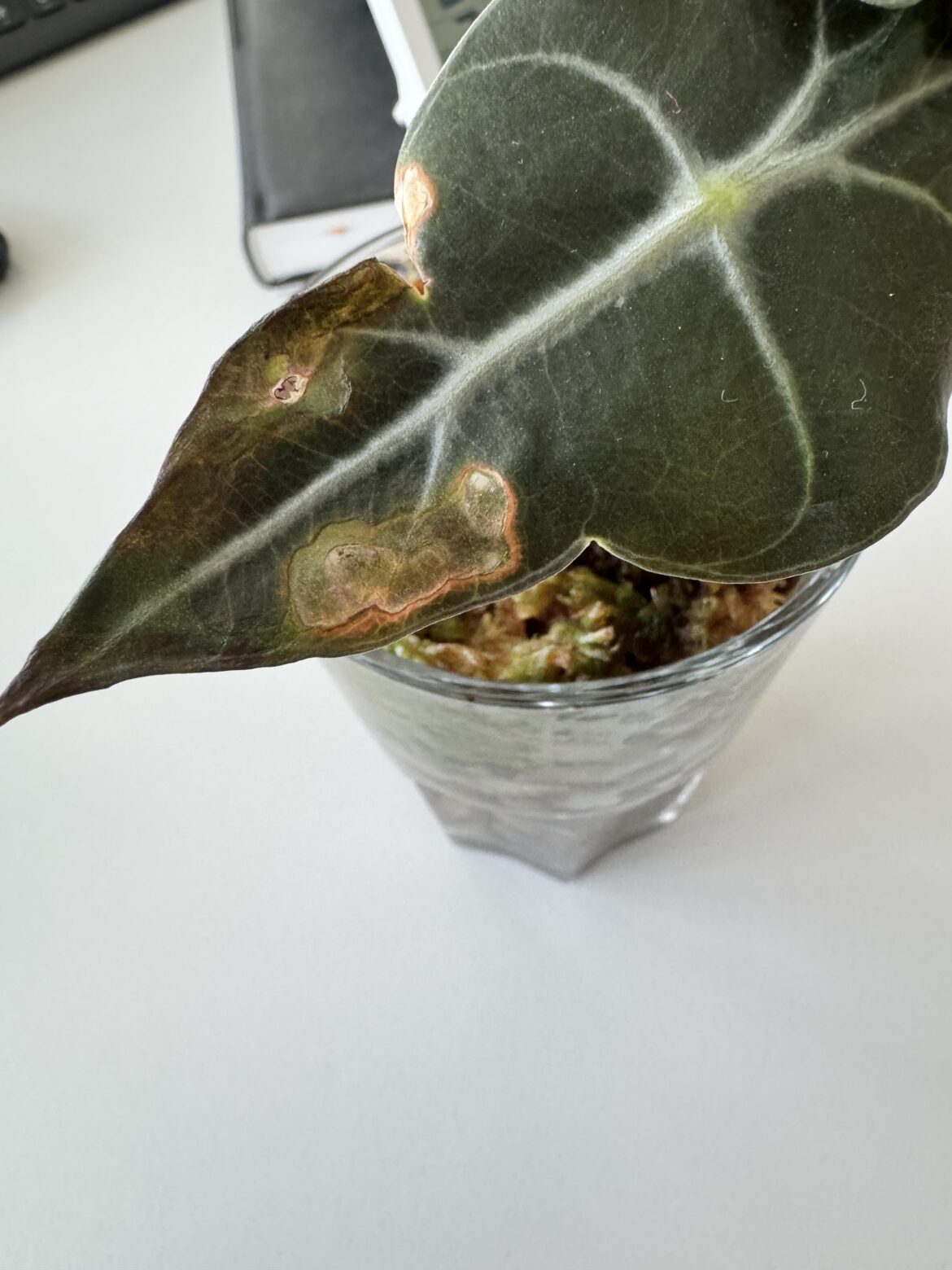 What’s happening to my leaves?