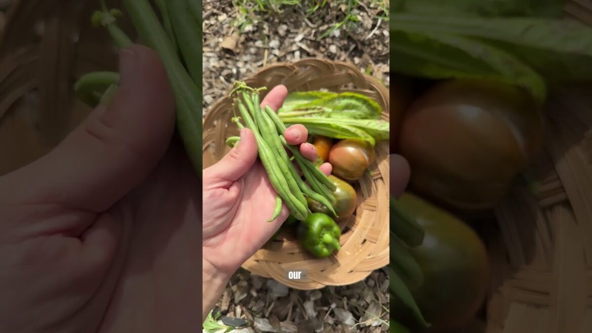 What I’m still growing from summer! #backyardgarden #growyourownfood #summergarden #fallgarden What I’m still growing from summer! #backyardgarden #growyourownfood #summergarden #fallgarden